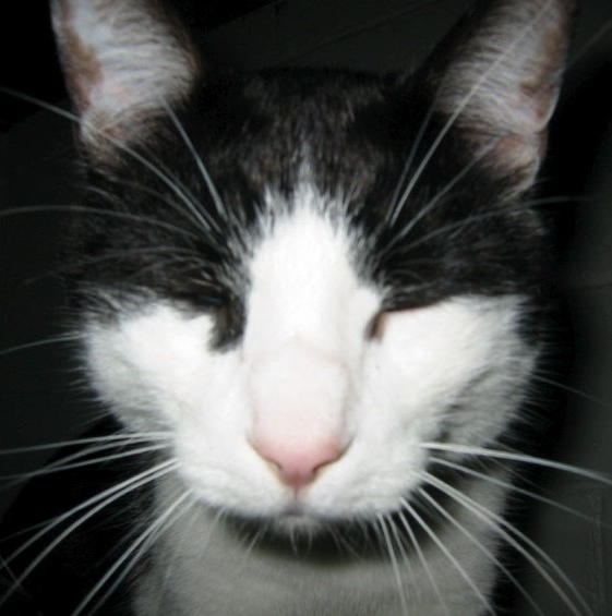 cat head