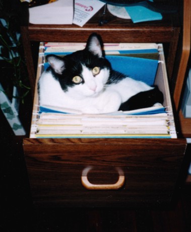 Filed Kat