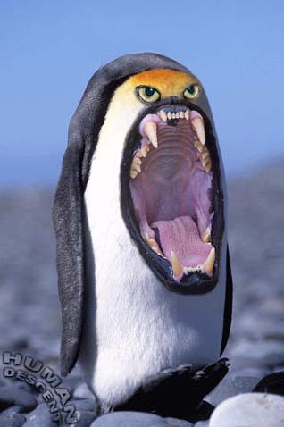 penguin