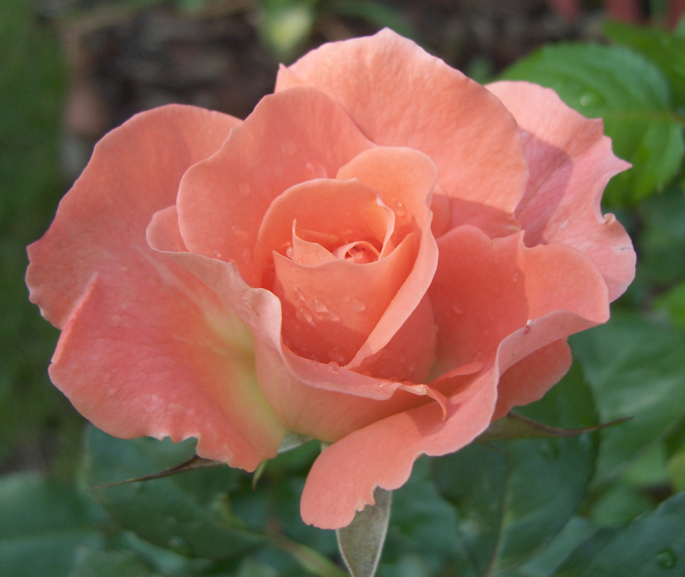 Pink Rose