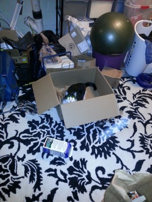 Cat-in-the-Box