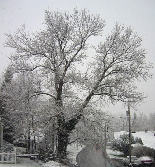 Spring snow on 30 March