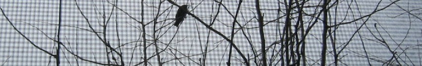 bird behind a screen