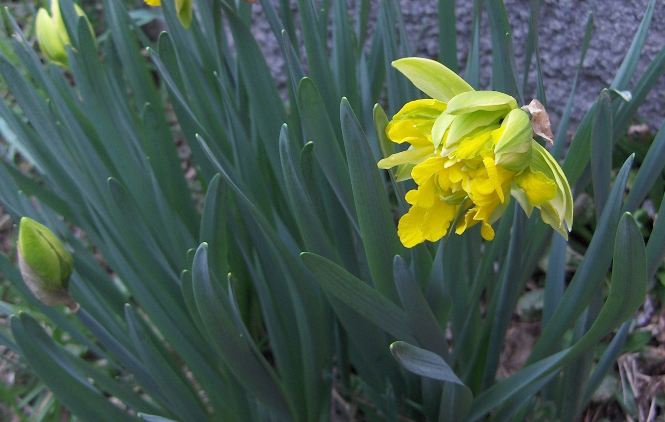 Mutant Daffodils