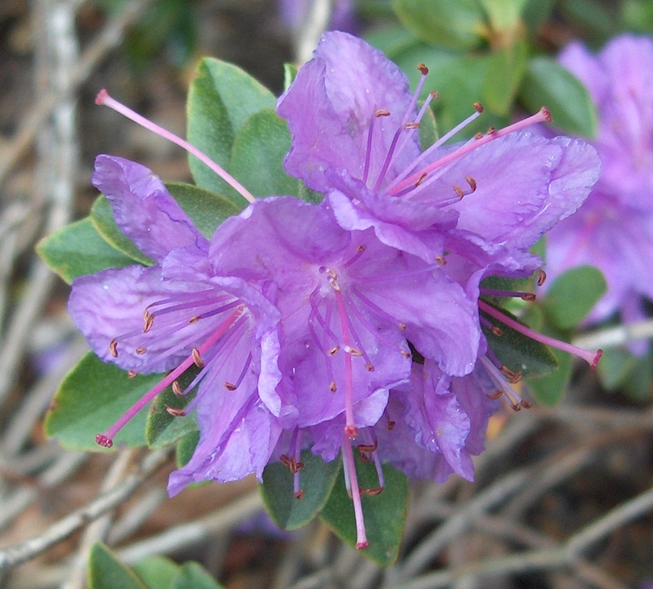 purple gem rhododendron