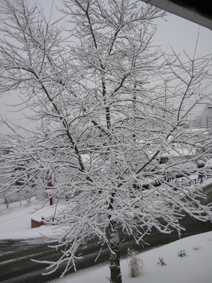 Smaller tree covered in snow