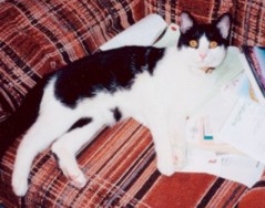 cat relaxing on mail